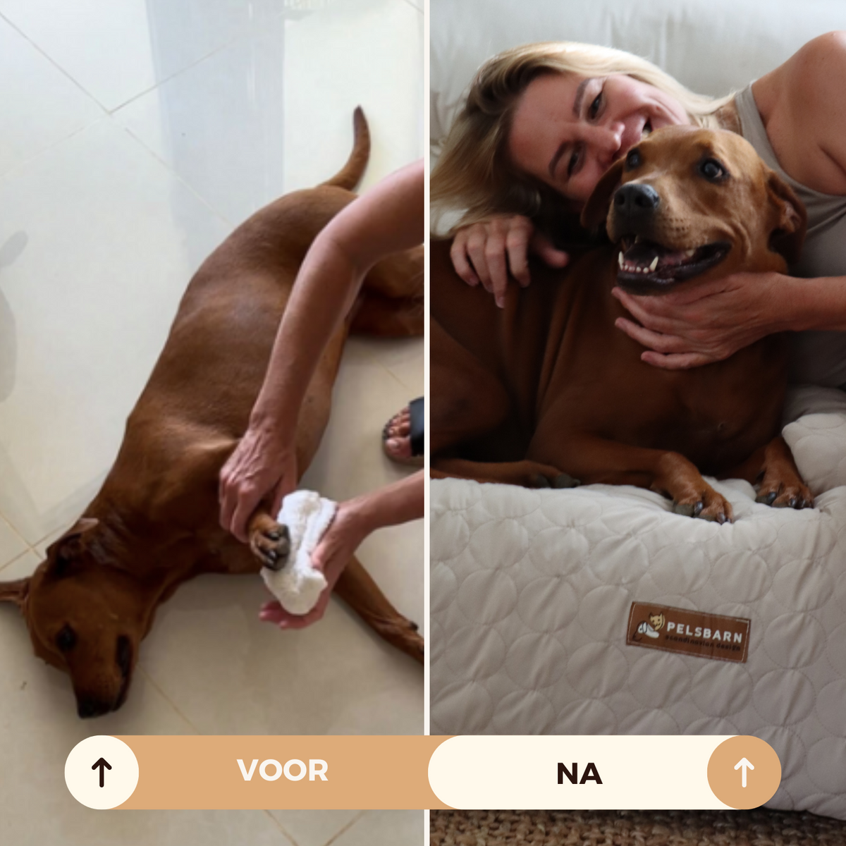 : Verkoelend honden bed in van Pantino