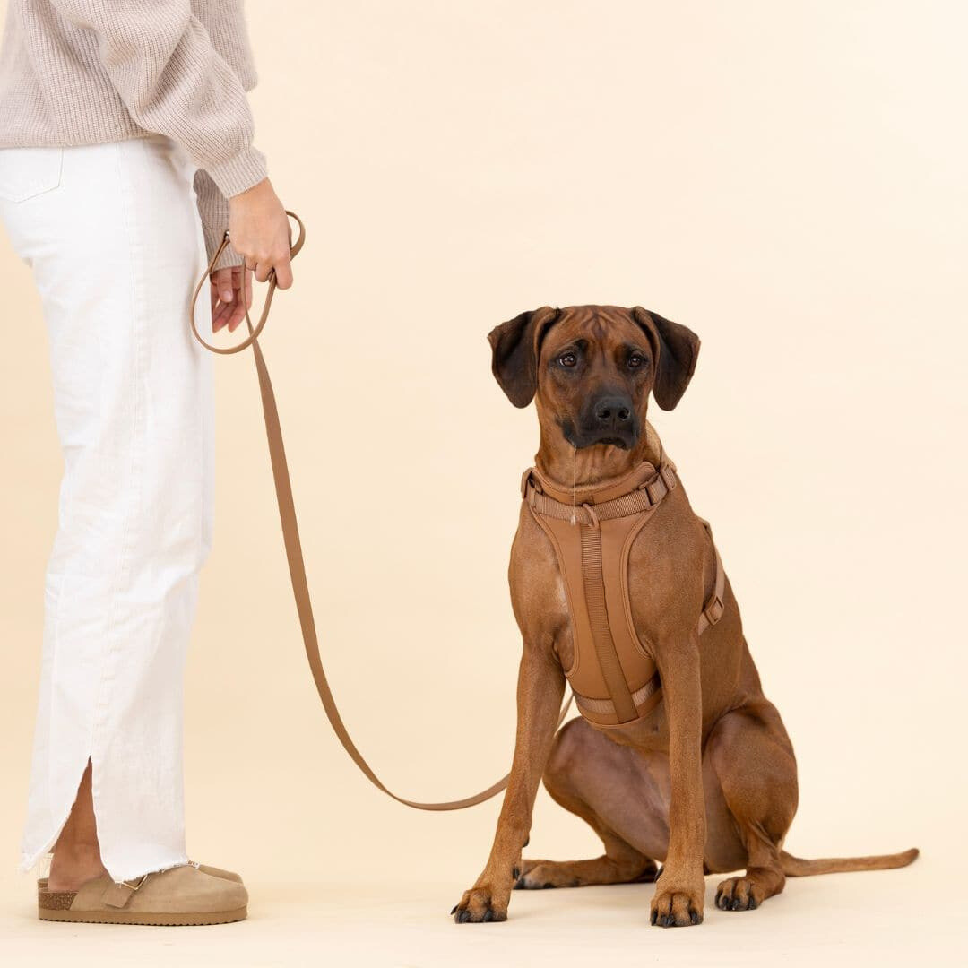 pets : ComfyPaws | Harnas Wandel Set (Inclusief Riem en Poepzakjes Drager) in van Pantino