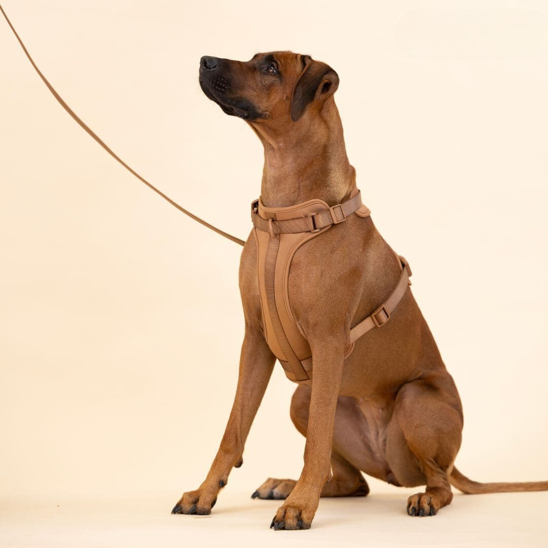 pets : ComfyPaws | Harnas Wandel Set (Inclusief Riem en Poepzakjes Drager) in van Pantino