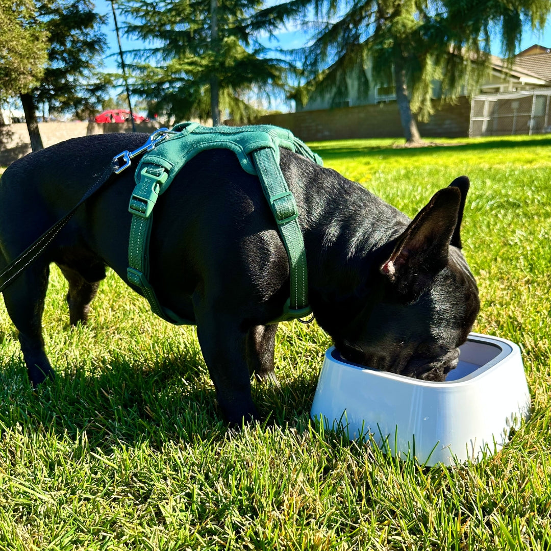 pets : AquaDog - geen natte vloer meer! in van Pantino