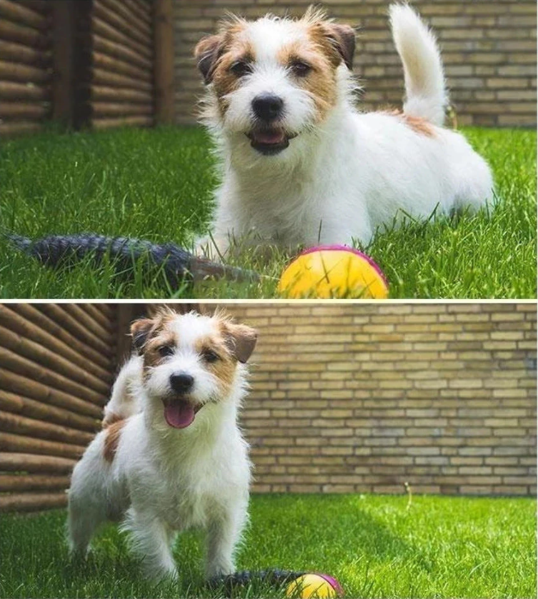 pets : PlayBall | Elektronisch Interactief Speelgoed voor Dieren in van Pantino