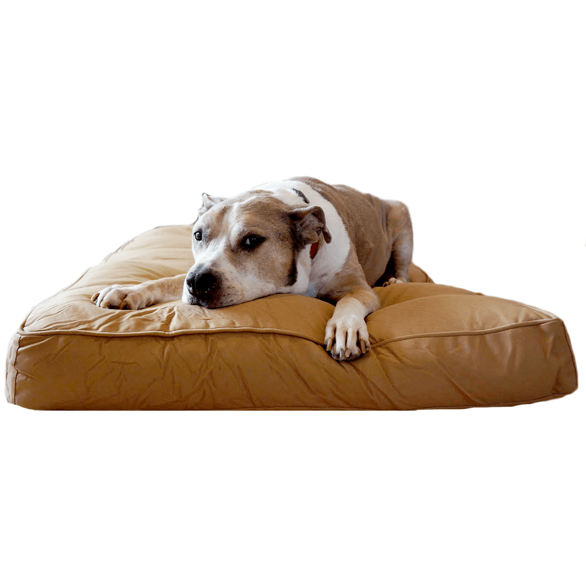 pets : Max - Orthopedisch Robuust Zwart Hondenbed in Tan van Pantino