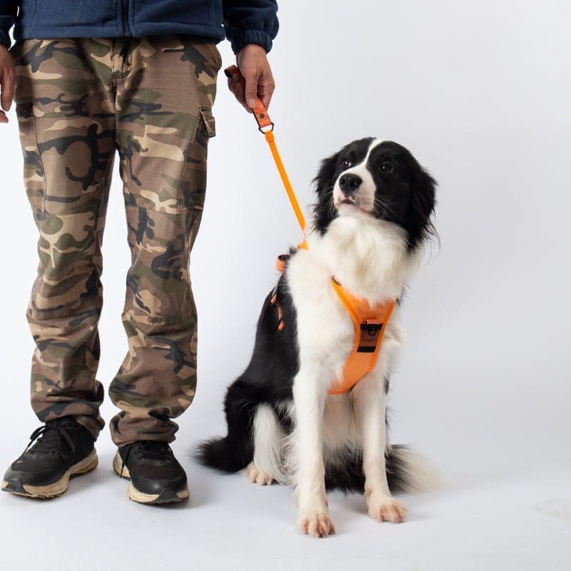 pets : WalkLine™ | Ontspan, Loop en Connect Veilig in van Pantino