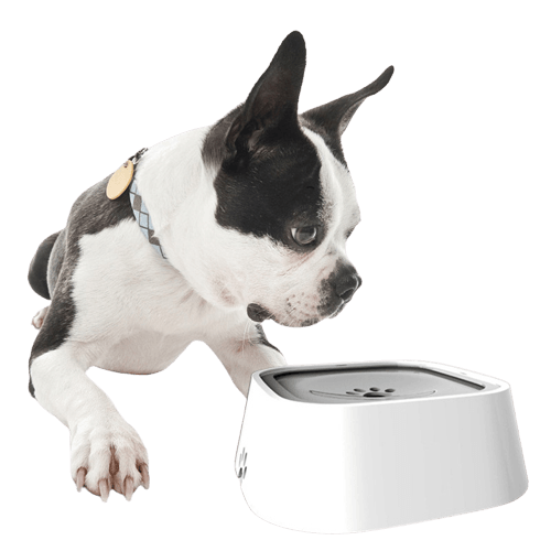 pets : Water Bowl PRO™ | Nooit meer geknoei van je huisdier in van Pantino