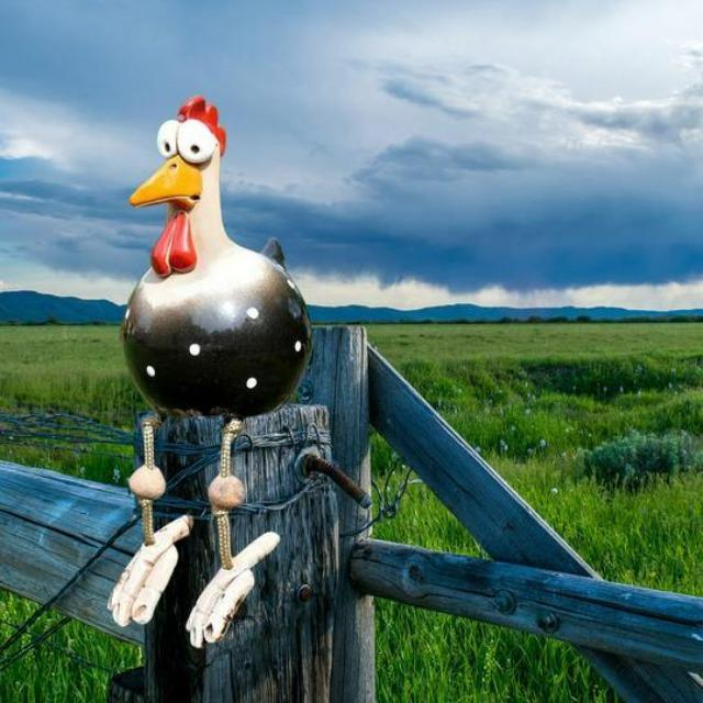 home & garden : Grappige kip | Tuinstekers van hoogwaardige materialen - de meest unieke blikvanger van het jaar in Zwart van Pantino