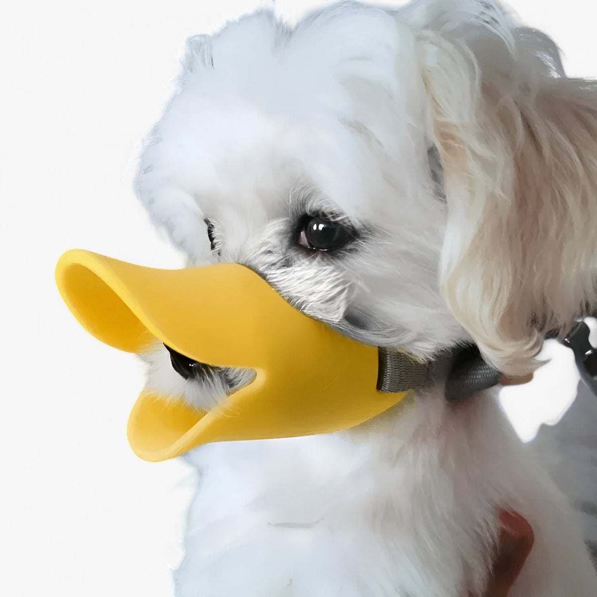 pets : Buddy | Anti-Bijt en Blaff Masker in van Pantinoshop