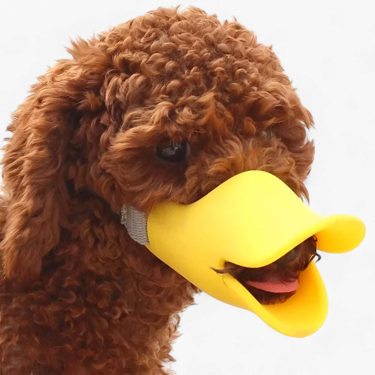 pets : Buddy | Anti-Bijt en Blaff Masker in van Pantinoshop