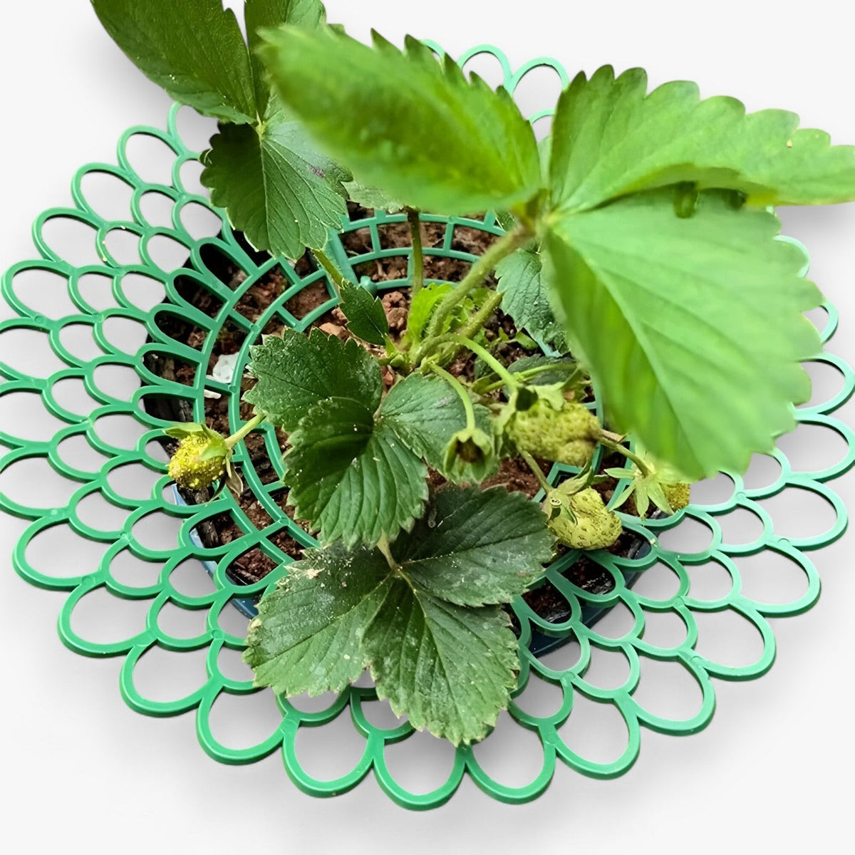 Stella | Aardbeiplant onderhouders voor gezonde groei- €25 : Stella | Aardbeiplant onderhouders voor gezonde groei in van Pantinoshop