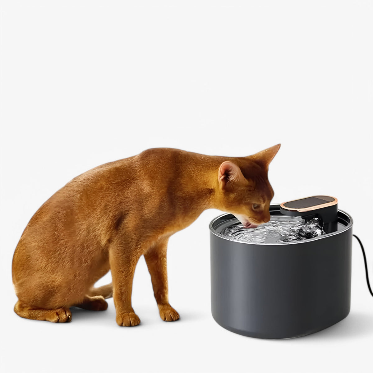 pets : Drinkfontein - Verhoog de hydratatie van jouw kat in van Pantino