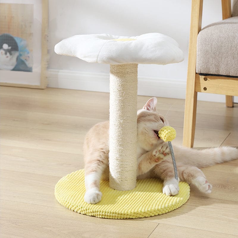 pets : Ei Serie Kat Combo in van Pantino