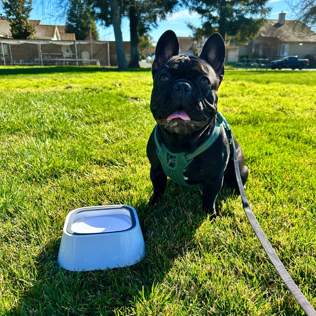 pets : AquaDog - geen natte vloer meer! in van Pantino