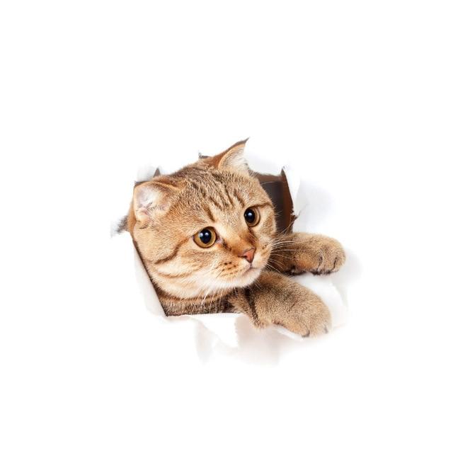 home & garden : 3D Kat Sticker Muursticker in Katze5 van Pantino