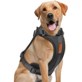 pets : ComfyPaws | Harnas Wandel Set (Inclusief Riem en Poepzakjes Drager) in Zwart van Pantino