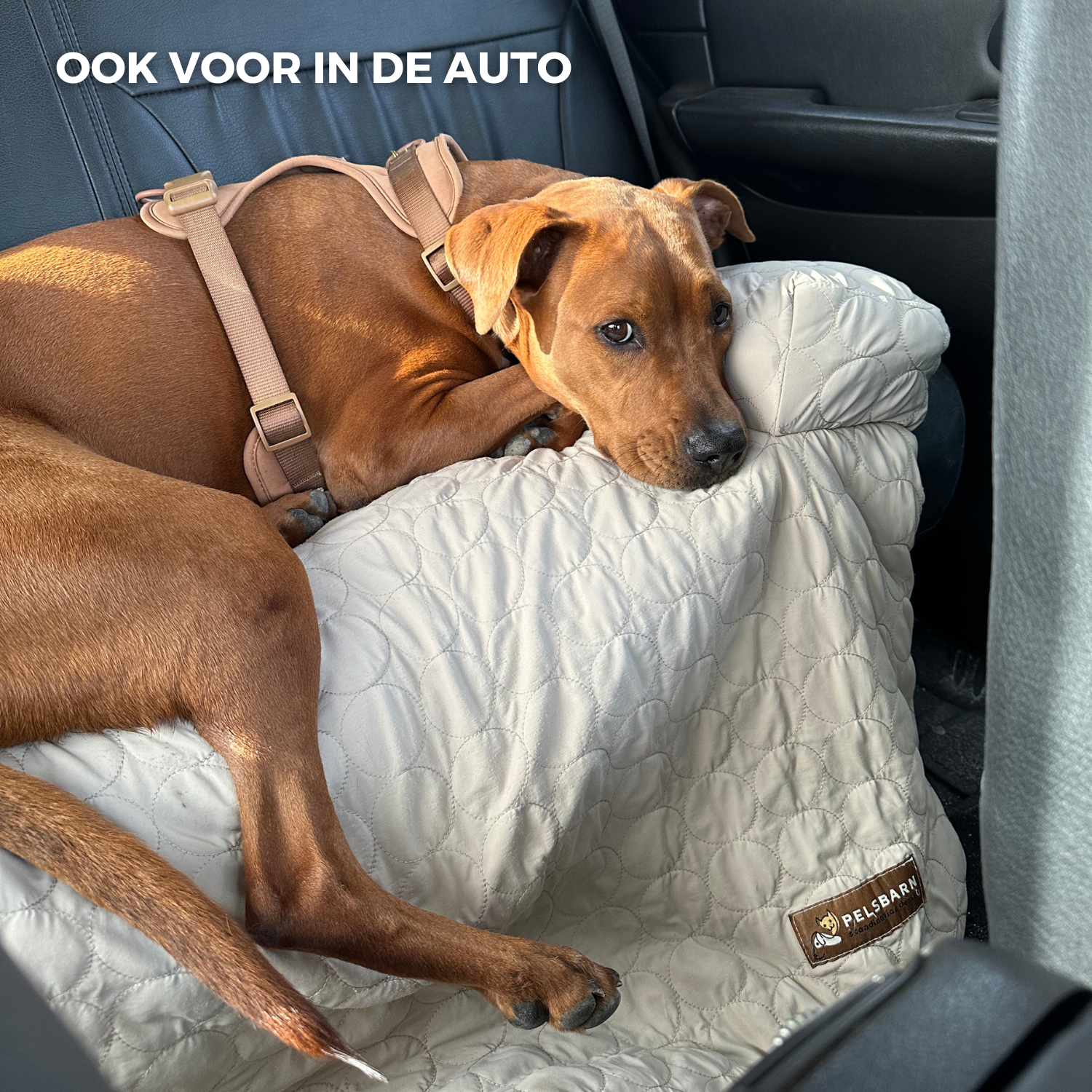 Verkoelend honden bed - - - Pantino