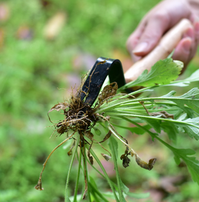 Compact Weed Puller: Het essentiële tuingereedschap - - Onkruidverwijderaar - Pantino