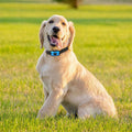 Obroża GentleDog dla szczekających psów - Niebieska