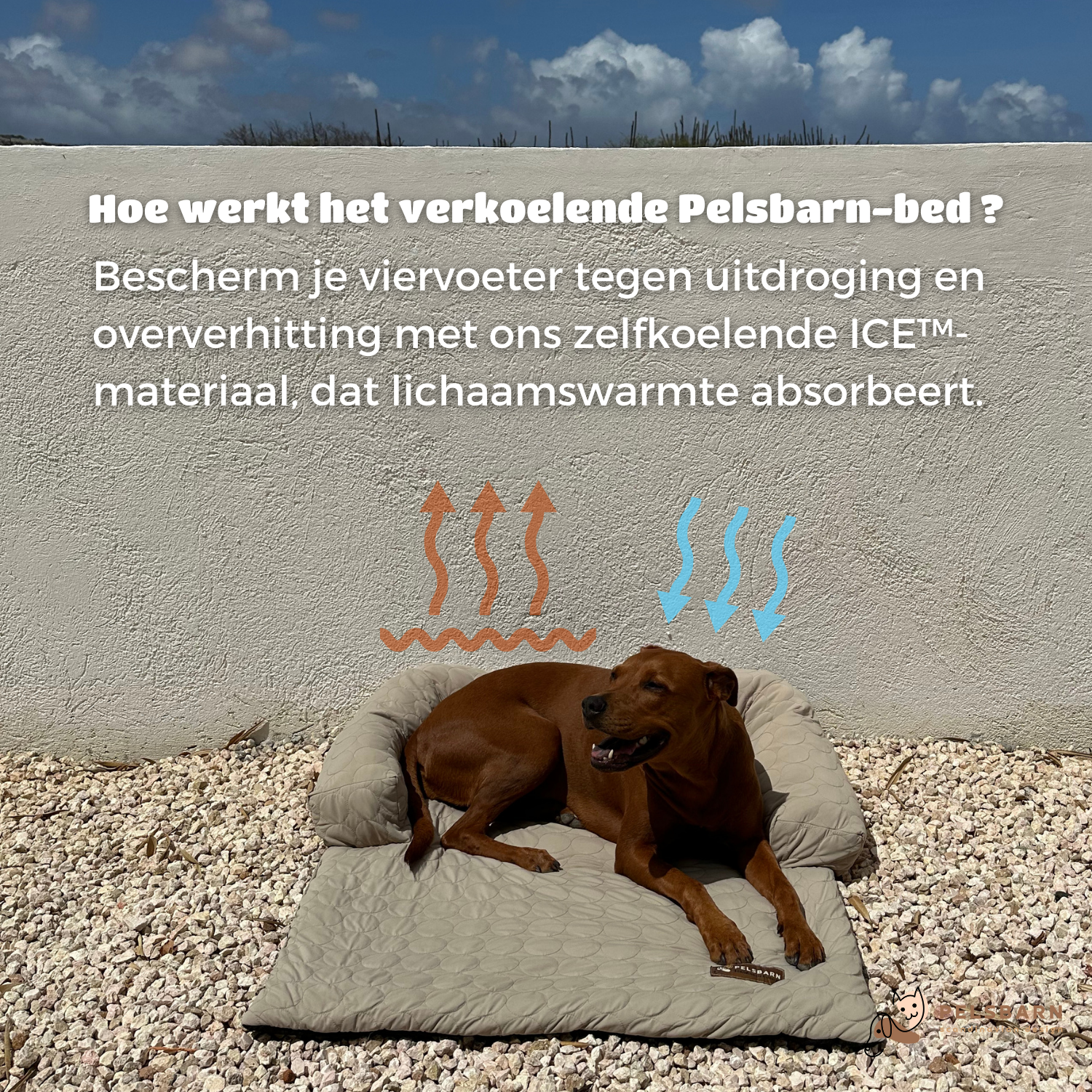 Verkoelend honden bed - - - Pantino