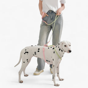 PAWFECT PALS | Hondenhalsband-Set - Opvallend ontwerp met duurzaam PVC- €25 : PAWFECT PALS | Hondenhalsband-Set - Opvallend ontwerp met duurzaam PVC in van Pantinoshop